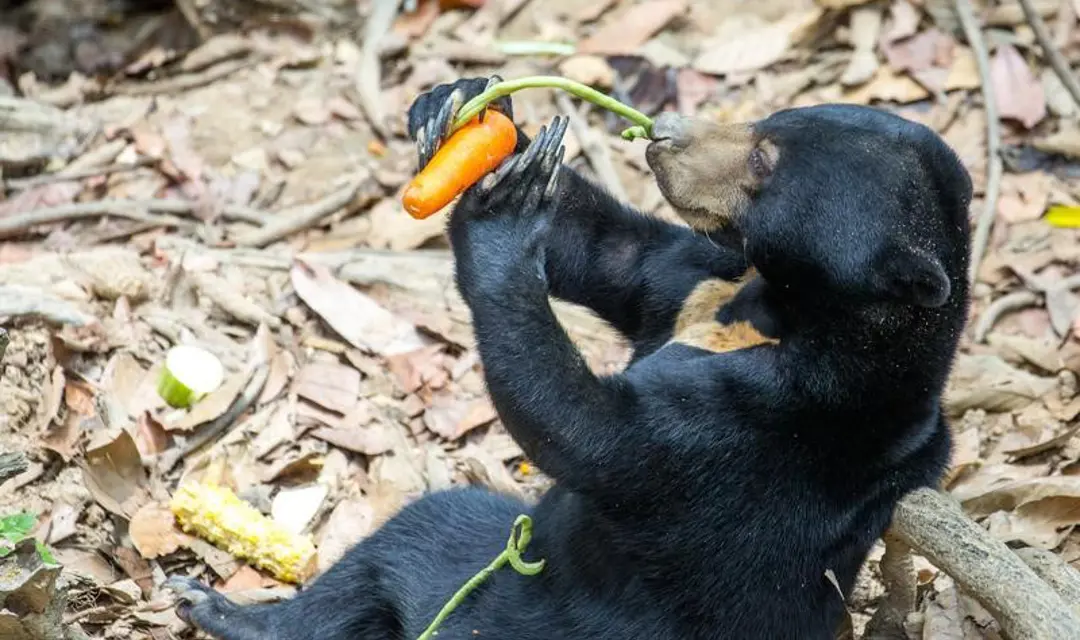 slbor_bear_conservation_800x500.jpg