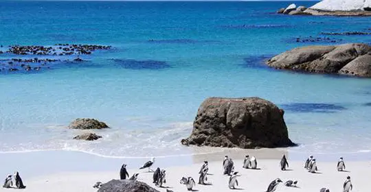 Penguins on a golden beach, South Africa