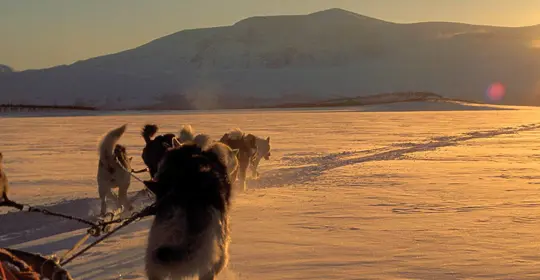 Huskies racing over the snow in Norway