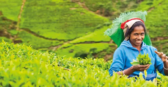 Sri Lanka Tea Planation