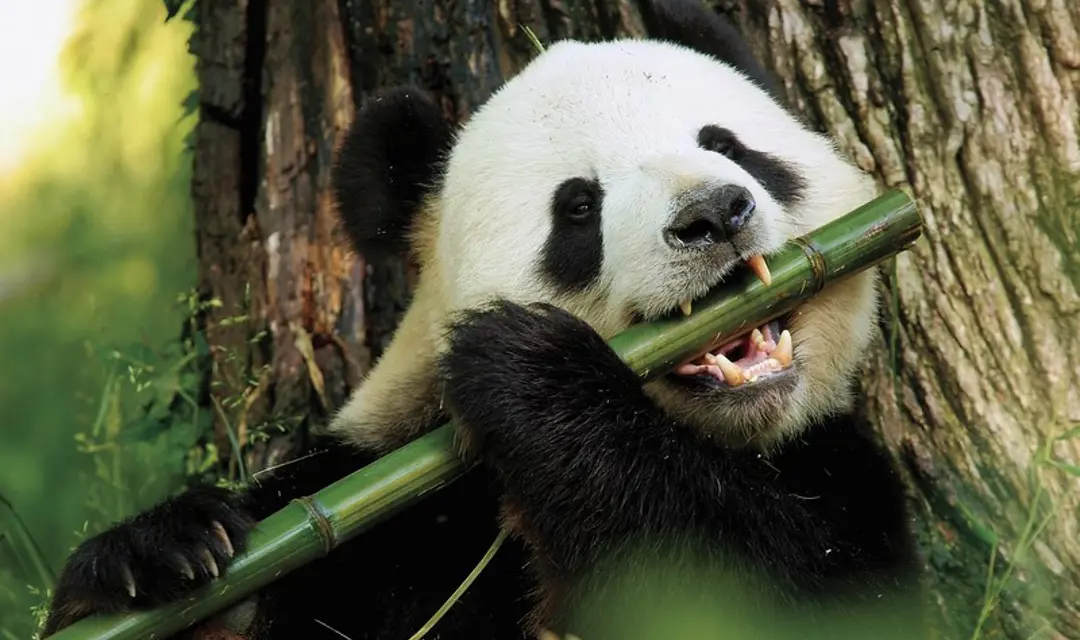 slcgr_panda_800x500.jpg