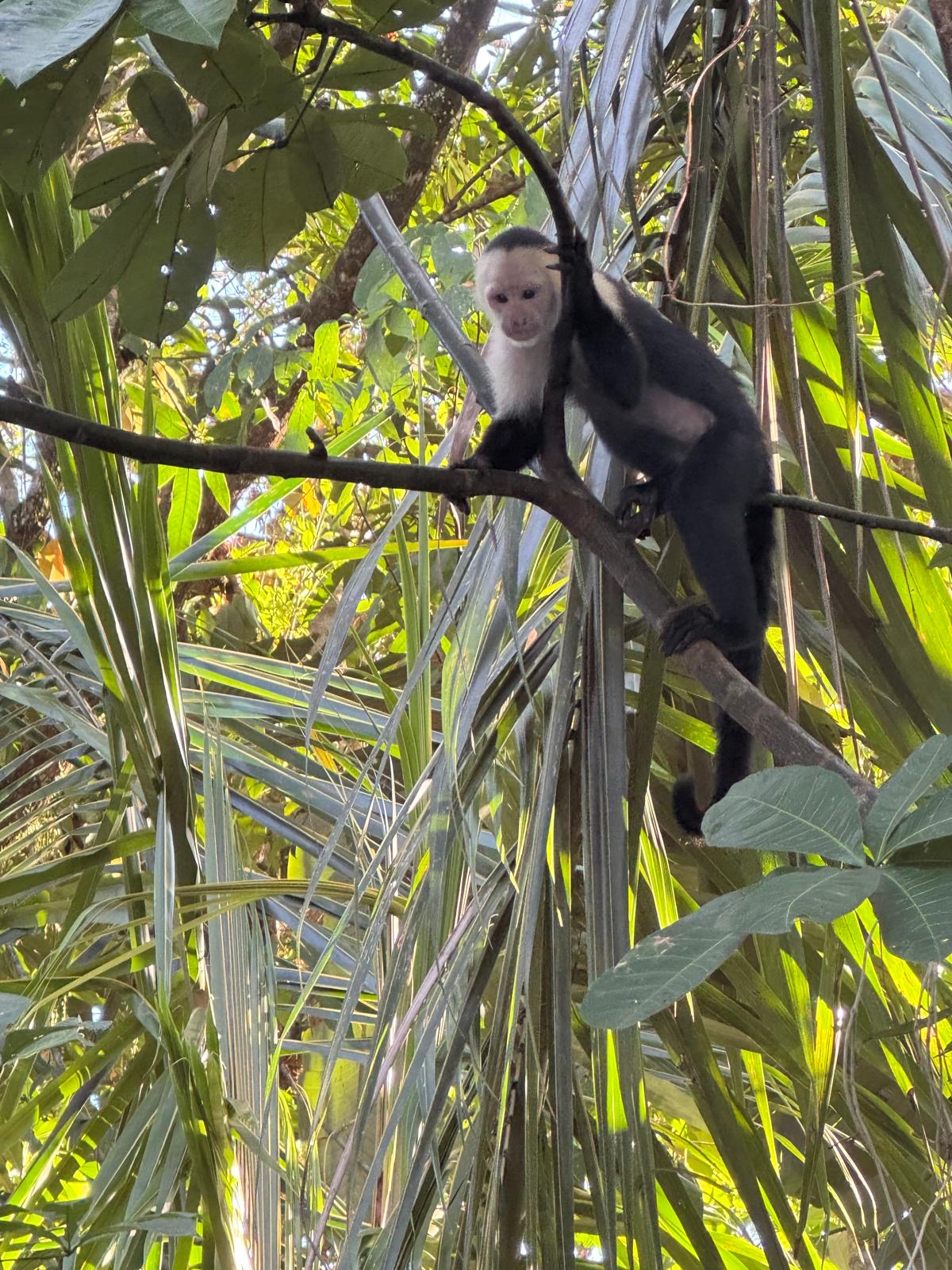 Capuchin.JPG