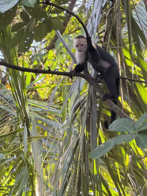 Capuchin.JPG