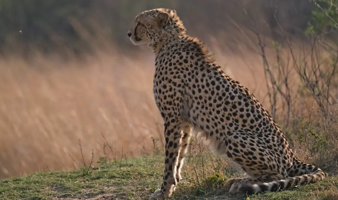 South_Africa_Cheetah_Side_Profile__Kaingo_Reserve.jpg