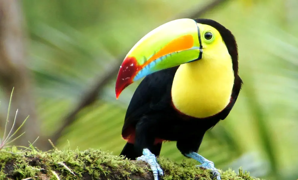 Parrot in the wild