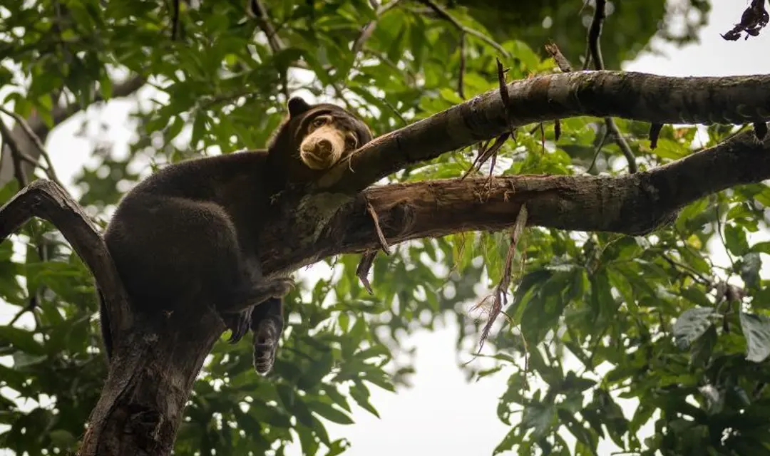 slbor_sunbear_800x500.jpg