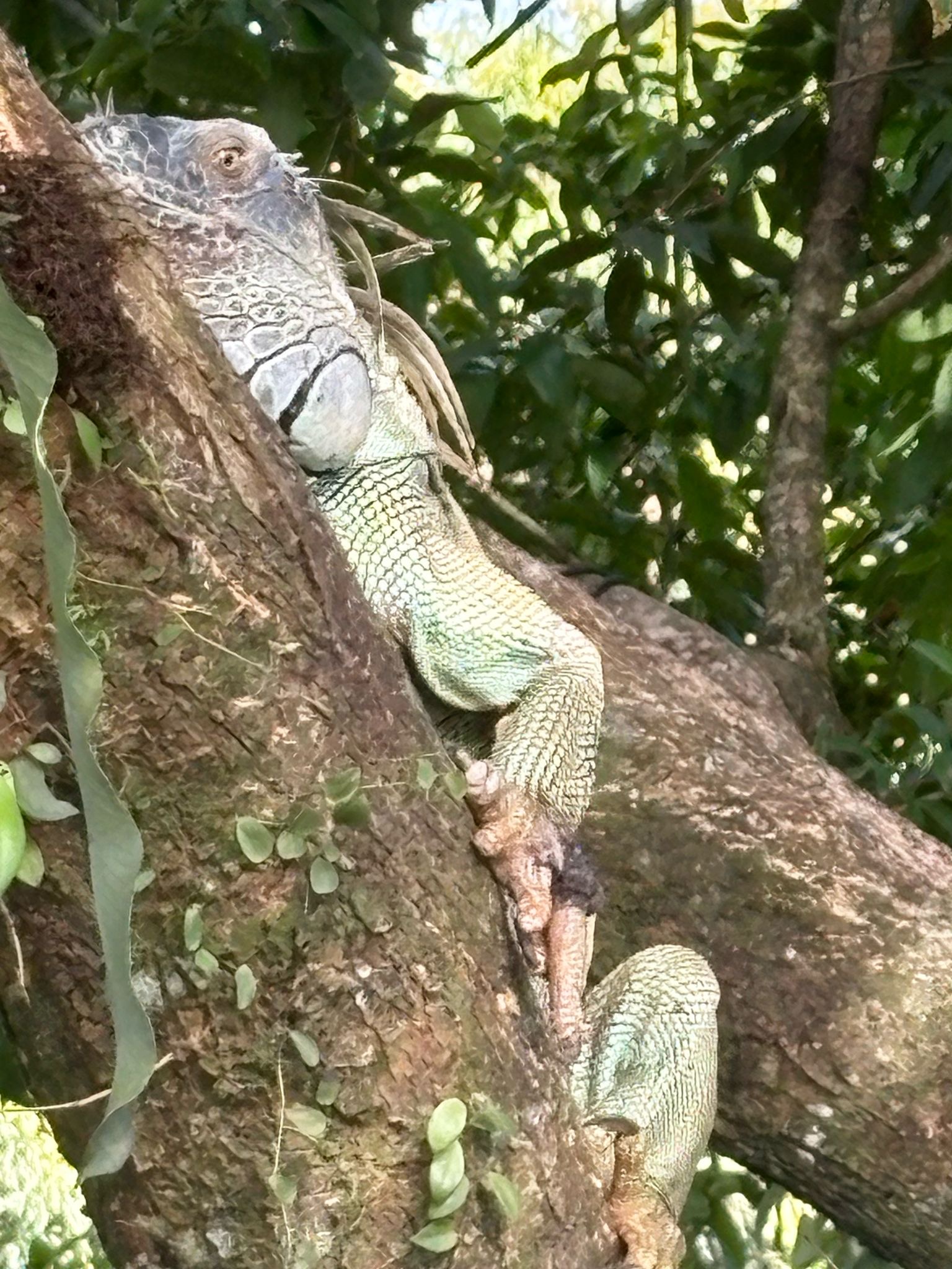 Iguana.JPG